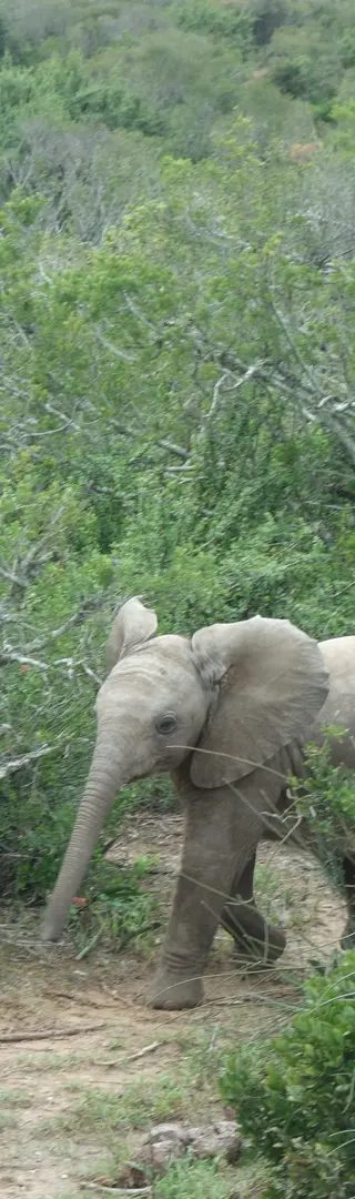 Addo Elephant Nationalpark